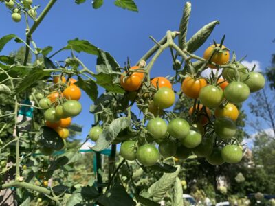 Clusters of orange and green cherry tomatoes on the vine under a clear blue sky.