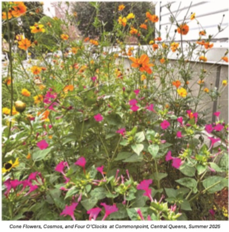 A garden bed with blooming pink, yellow, and orange flowers next to a white fence in summer—discover this Central Queens Gardens scene and join our Wildflower Seeds giveaway!.