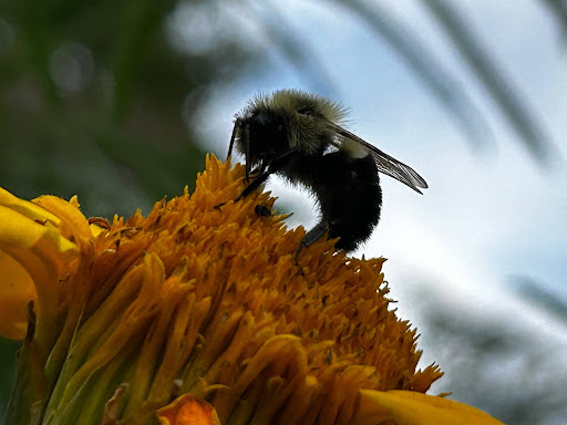 A close-up of a bee, one of nature’s gentle pollinators, collecting nectar from the yellow petals of a sunflower, with a blurred background of green foliage and blue sky.
